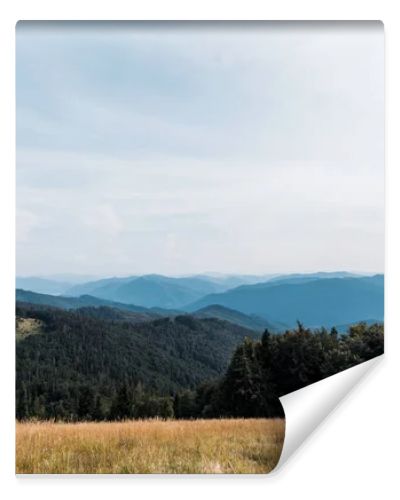 yellow barley in meadow near mountains against sky 