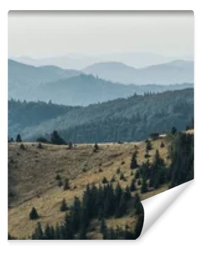 panoramic shot of golden lawn with pines near mountains 