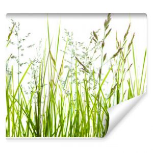 gräser grashalme wiese vor weißem Hintergrund