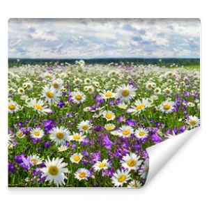 wiosenna panorama krajobrazowa z kwitnącymi kwiatami na łące