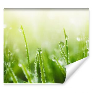 Soczysta, bujna zielona trawa na łące z kroplami rosy wodnej w porannym świetle wiosną latem na zewnątrz zbliżenie makro panorama Beaut