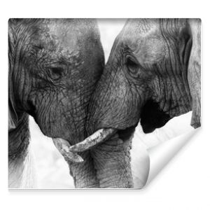 Dotyk słonia