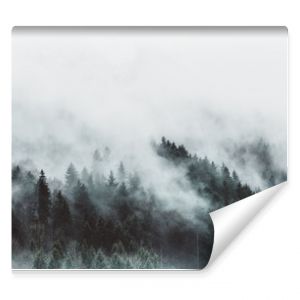 Nastrojowy lasowy krajobraz z mgłą i mgłą