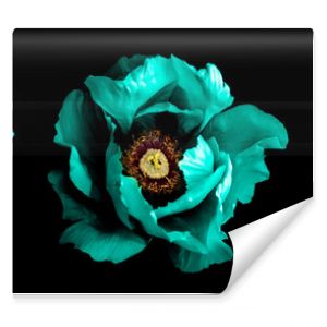 3 surrealistyczne, egzotyczne, wysokiej jakości turkusowe kwiaty makro na czarnym tle Obiekty z pozdrowieniami dla matek z okazji rocznicy ślubu