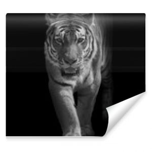 tygrys bengalski wychodzący z ciemności w światło cyfrowej sztuki dzikiej przyrody