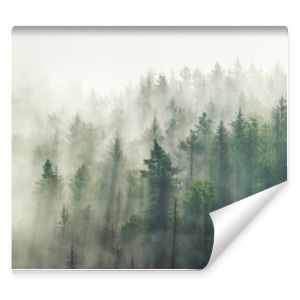 Panoramic view of forest with morning fog