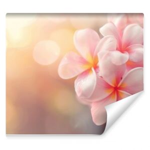 A beautiful copy space image featuring frangipani flowers blooming with a softly blurred background