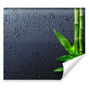spa background - drops and bamboo on black