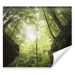 trees on canyon cliffs in green forest, natural symmetrical landscape