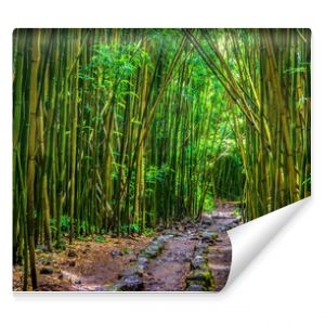 Pipiwai trail bamboo