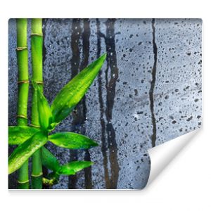 łodygi bambusa na mokrym szkle