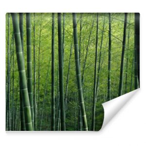 Green bamboo forest textured wallpaper