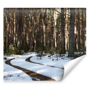 forest road - traces of a car in the snow