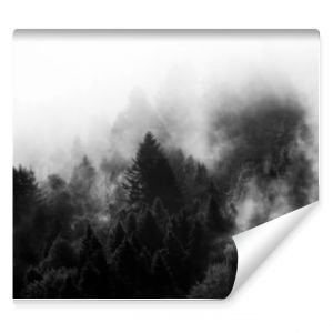 Krajobraz leśny BW wierzchołki drzew las we mgle