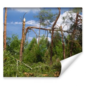 Trees broken by the storm. Drzewa połamane przez wichurę.