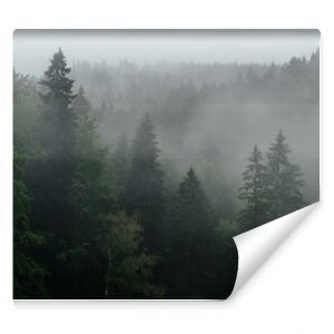 Drzewa we mgle góry