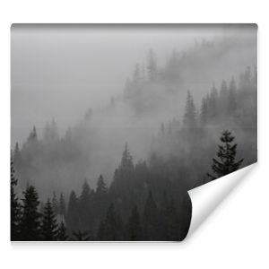 Las świerkowy we mgle mglisty leśny krajobraz wierzchołki drzew mgła Las świerkowy we mgle mglisty krajobraz leśny korony drzew mgła