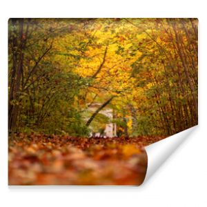Jesienny krajobraz - kolorowe aleja w parku