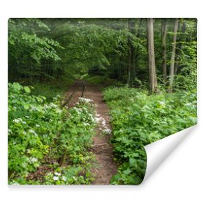 Inactive narrow-gauge railway in Białowieza Forest