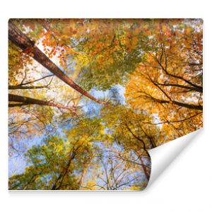 Korony drzew jesienią