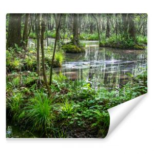 Białowieski Park Narodowy, las pierwotny, podmokły teren, martwe drzewa.