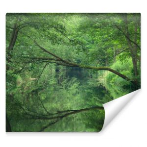 Zielony las odbity w lustrze wody.