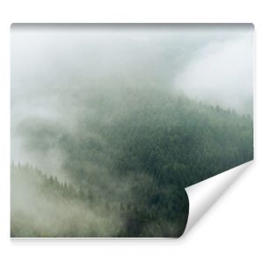 mgły nad górskim lasem świerkowym