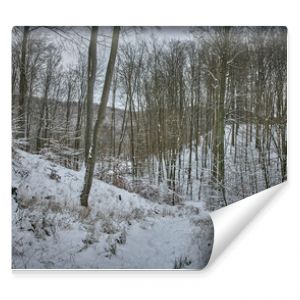 Zimą w lesie-Winter in the forest