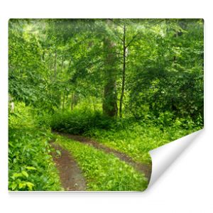 Path in Bialowieza Forest in Poland