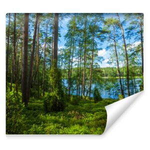 Zielone jezioro sosny wakacje przyroda
