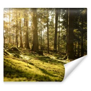 Coucher de soleil dans la forêt. Bois durant l'automne. Clairière de pins Auvergne, France et en Europe. 