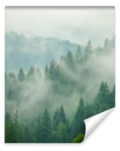 Summer fog in the Carpathian mountains 