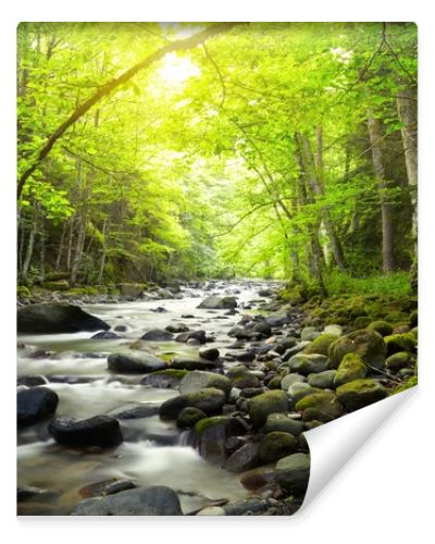 Mountain River in the wood