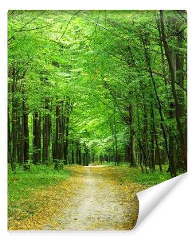 forest