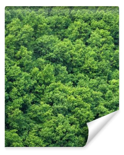 Green trees forest background, view from above