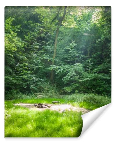 Forest camping place