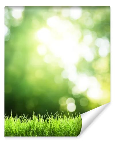 Green grass in sunny forest