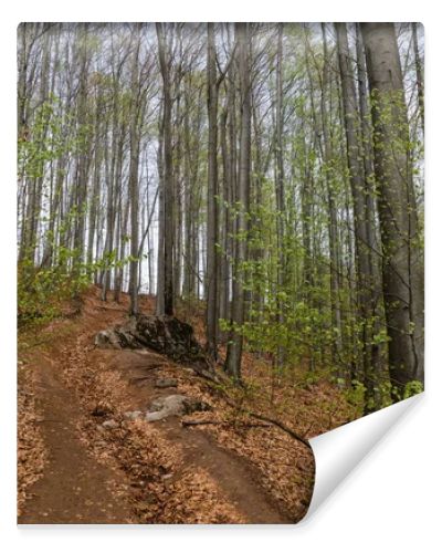 Dirty road near trees in mountain 