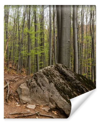 Large stone and wooden roots on ground in mountain forest 