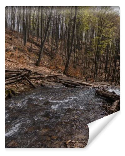 Mountain creek near trees in forest 