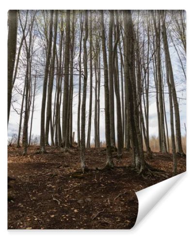 Trees on hill with sky at background in mountain forest 
