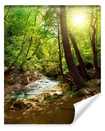 The mountain river in the forest