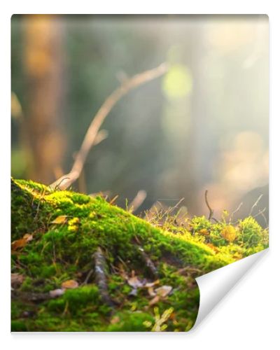 Forest floor in autumn with ray of light