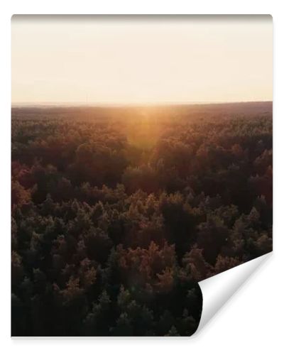 Aerial view of sunset above forest 