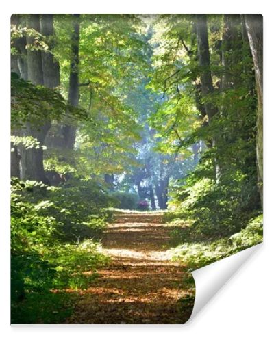 Rural gravel road (alley) through mighty green linden trees. Soft sunlight, sunbeams. Fairy forest landscape. Picturesque scenery. Pure nature. Art, hope, heaven, loneliness, wilderness concepts