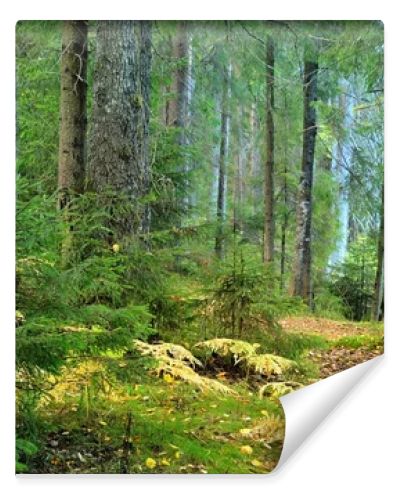 Dark pine forest scene