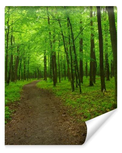 beautiful green forest