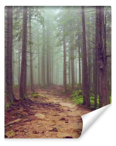 In the forest