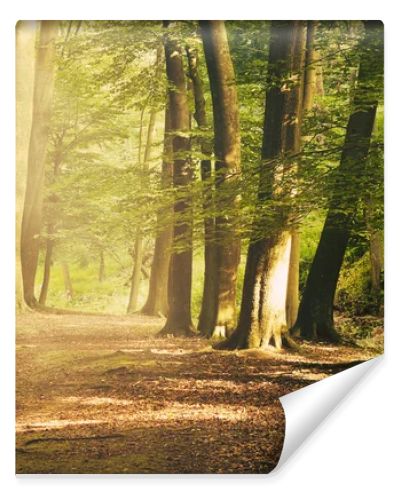 European deep forest