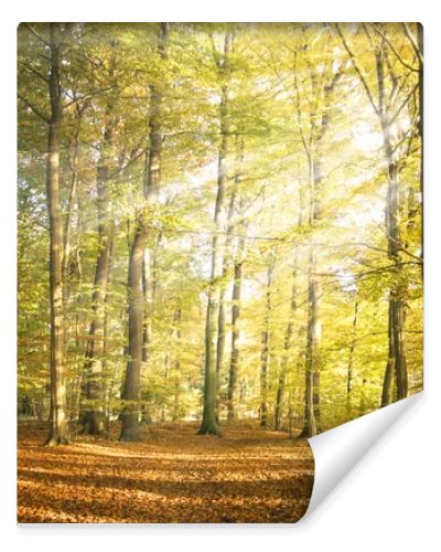 Autumn forest landscape with sun rays and colorful autumn leaves